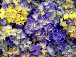 黄色と紫の小花