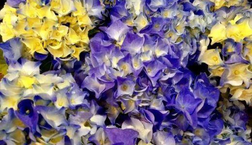 黄色と紫の小花
