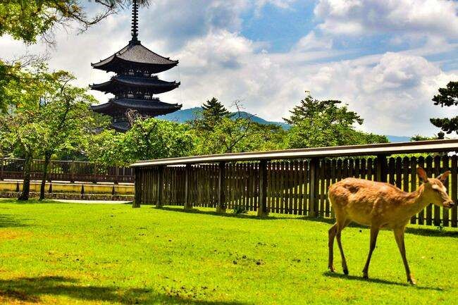 奈良の寺院と芝生と鹿